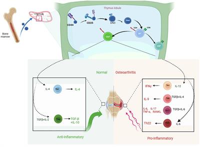 The role of Th/Treg immune cells in osteoarthritis